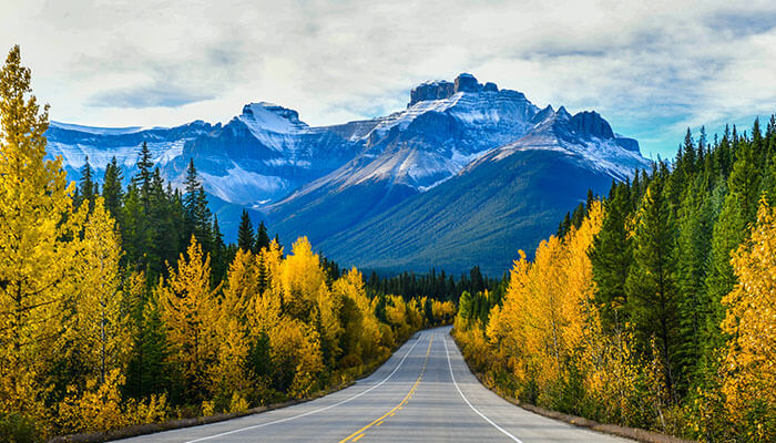 Scenic road leading to snow-capped mountains surrounded by golden autumn trees in Jasper National Park, Alberta, Canada.