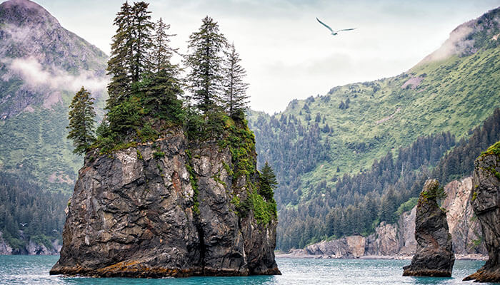 Majestic sea stacks with evergreen trees rise from turquoise waters in Kenai Fjords National Park, Alaska, surrounded by lush green cliffs.