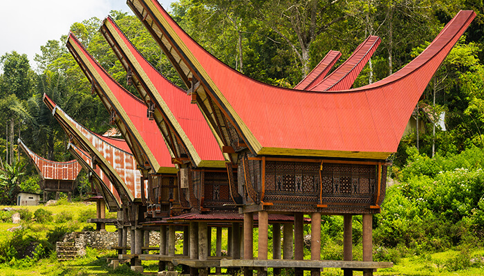 Traditional Toraja houses with unique curved roofs, standing tall in the lush green landscape of Tana Toraja, Indonesia.
