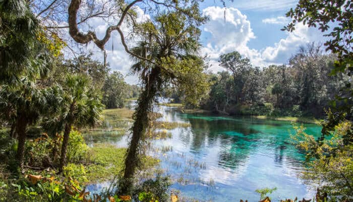 Rainbow Springs - Food Fun Trip - FoodFunTrip Scenic view of Rainbow Springs, with lush greenery and crystal-clear water under a bright sky