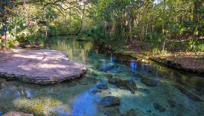 Rock Springs - Food Fun Trip - FoodFunTrip Serene water flowing through a forested landscape, a perfect example of the best springs in Florida