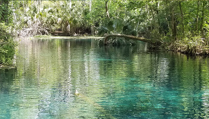 Royal Springs - Food Fun Trip - FoodFunTrip Tranquil waters of Royal Springs surrounded by lush greenery, showcasing the serene beauty of Florida's natural springs