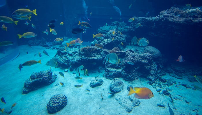 Visit Audubon Aquarium - Food Fun Trip - FoodFunTrip A beautiful view of the Audubon Aquarium, with colorful fish swimming among rocks, capturing the aquatic life of New Orleans' marine exhibits