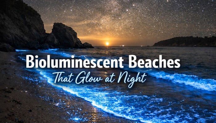 Bioluminescent Beaches That Glow at Night - Food Fun Trip - FoodFunTrip What Is Interesting About Beevitius Islands? Bioluminescent beaches glowing at night, a unique natural phenomenon of the Beevitius Islands, showcasing glowing waters under the stars.