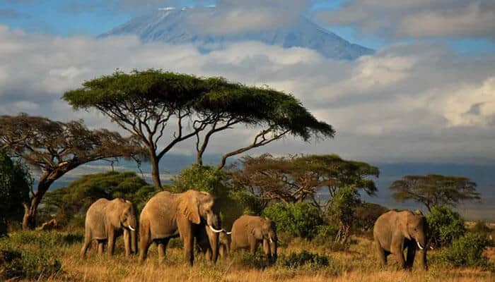 Budget Appropriately for Your Adventure - Food Fun Trip - FoodFunTrip Plan an Unforgettable Zimbabwe Safari with majestic African elephants roaming open savanna landscapes near iconic wildlife regions, showcasing rich biodiversity and authentic safari experiences in Southern Africa.