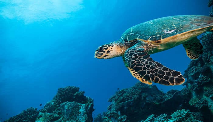 Snorkel with Sea Turtles in Akumal - Food Fun Trip - FoodFunTrip Sea turtle swimming over coral reefs in Mexico’s clear blue waters, showcasing marine biodiversity and ecotourism opportunities in Mexico